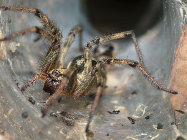 Agelena labyrinthica - Lunigiana (SP)